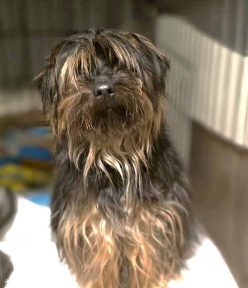 DARNELL WOOD - Terrier available for adoption
