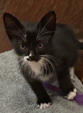SAMANTHA C INGRAM - Domestic Short Hair available for adoption