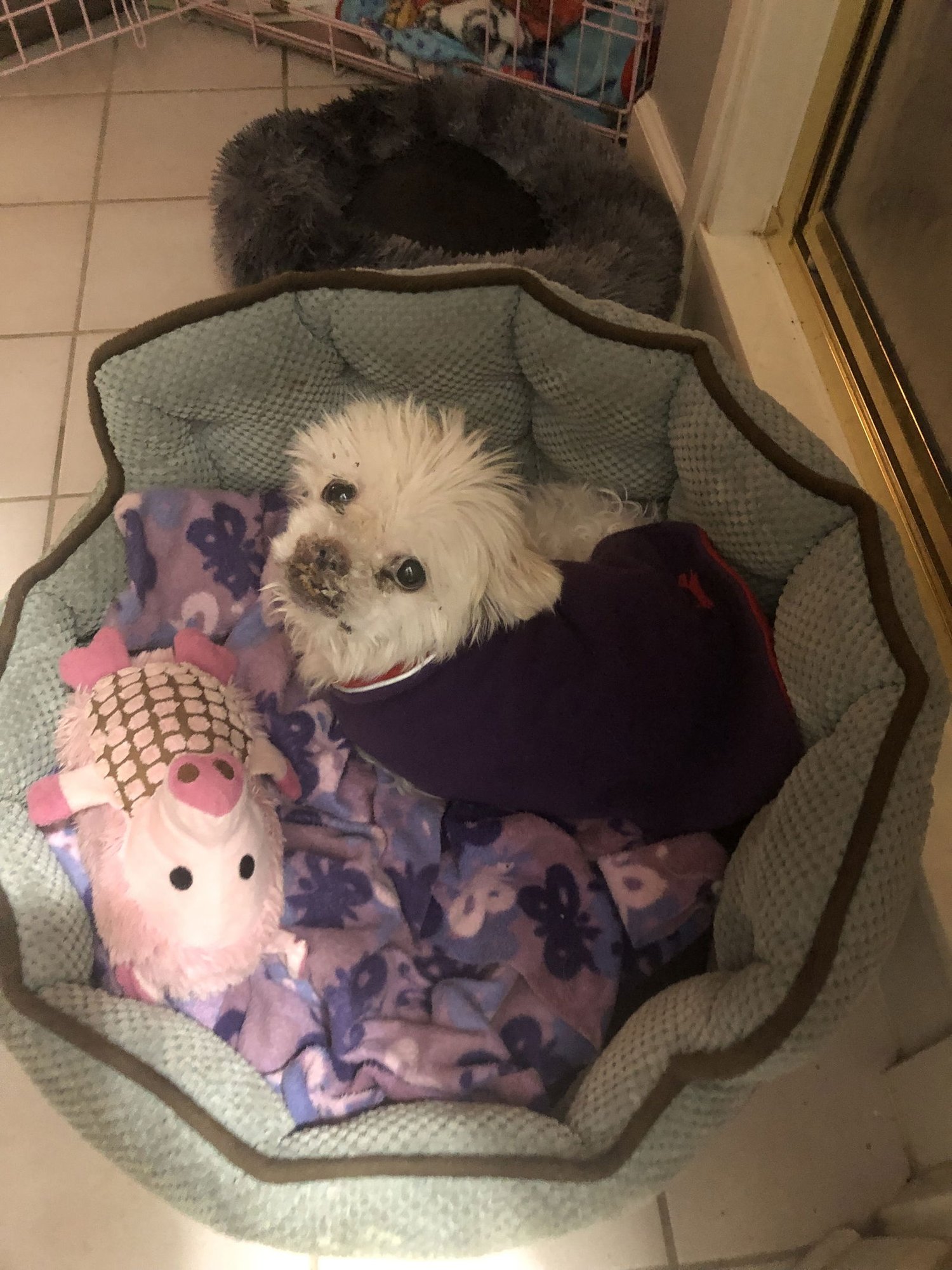 TUCKER HADLEY - Shih Tzu available for adoption