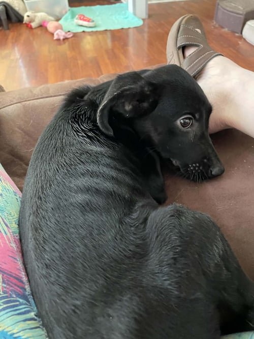 MINA GARGANO - Labrador Retriever available for adoption