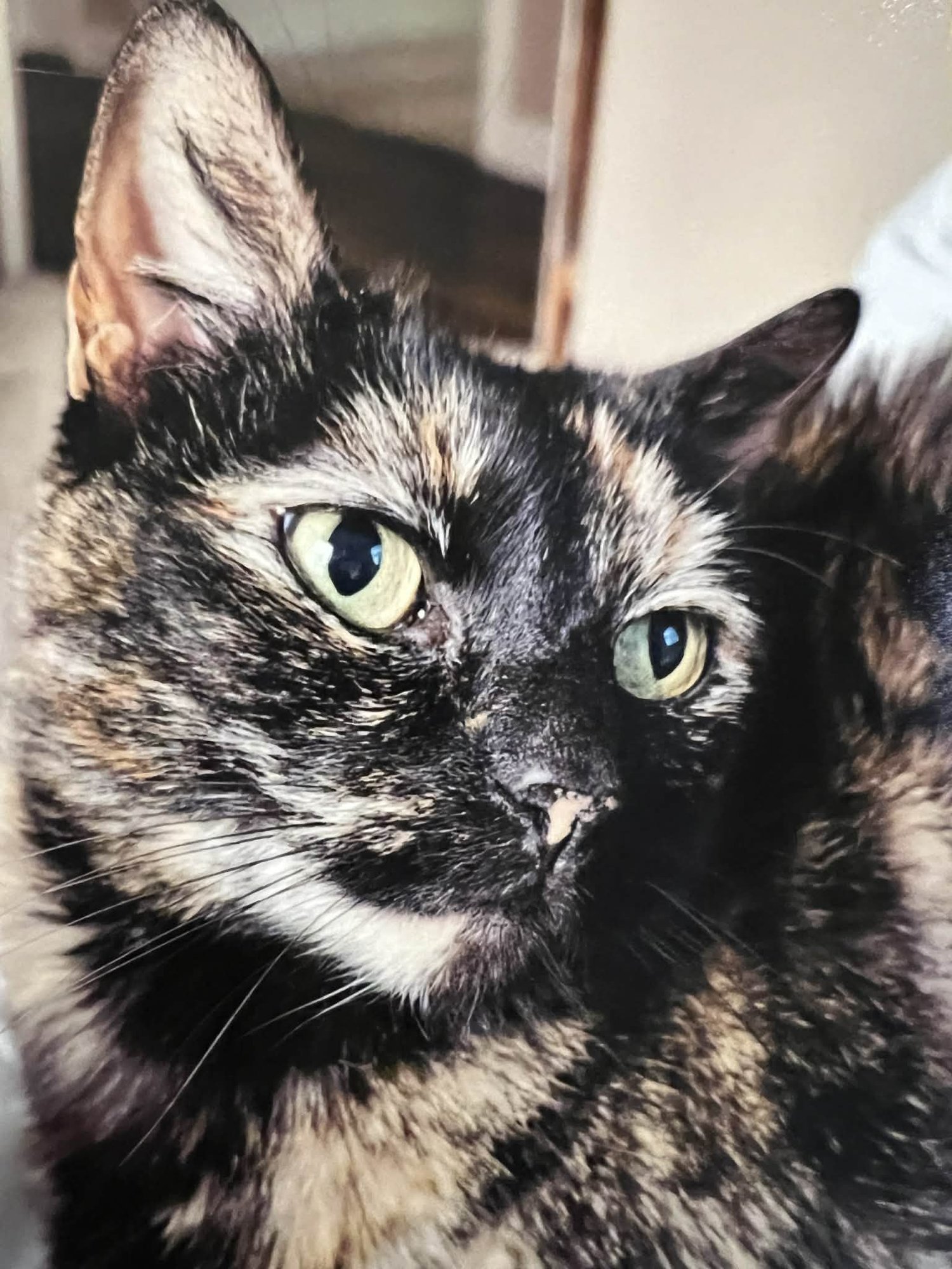 BELLATRIX C BUTTON @ PET SUPPLY PLUS IN NARR. RI - Tortoiseshell / Domestic Short Hair available for adoption