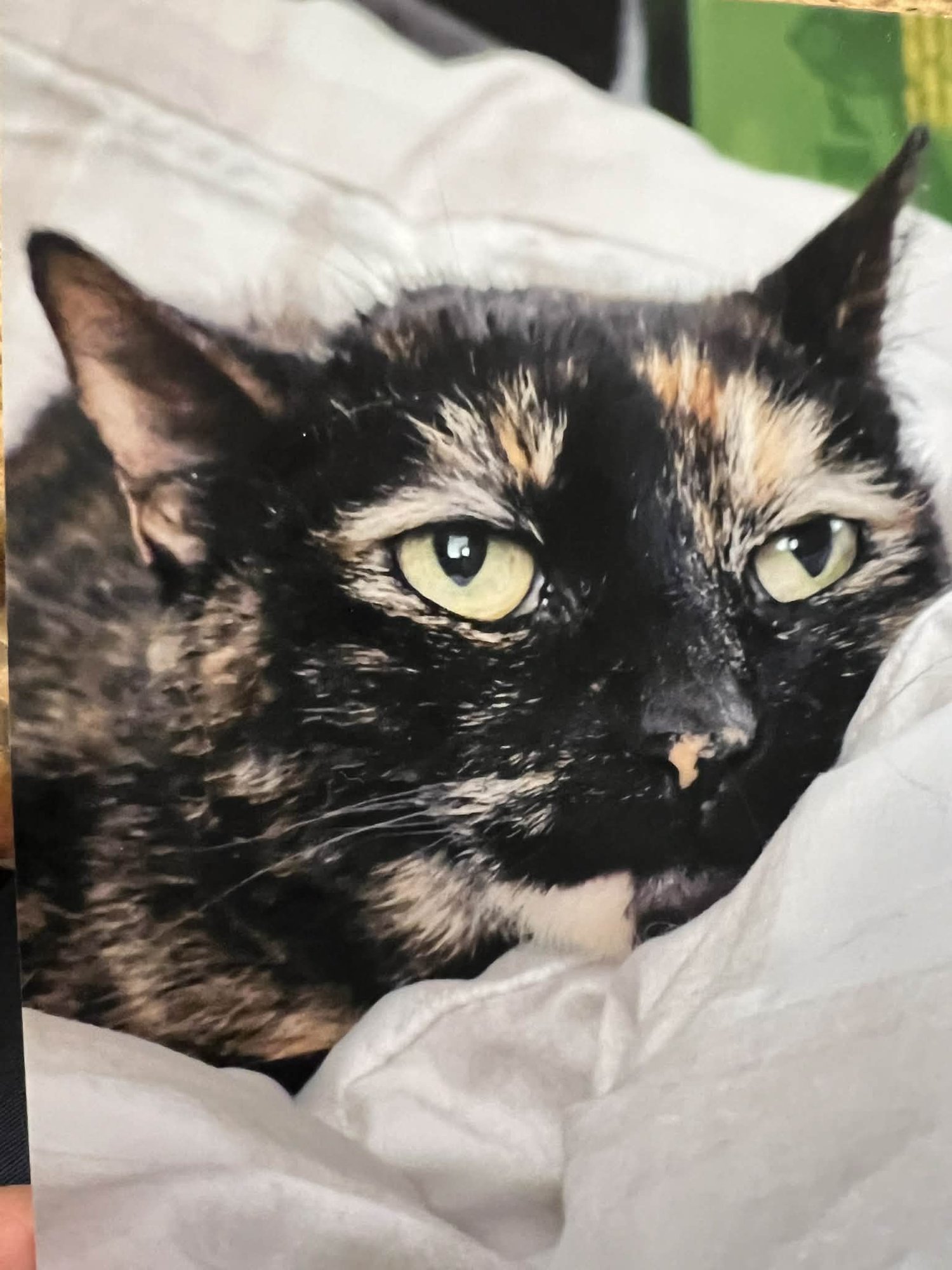 Bellatrix C Button @ Pet Supply Plus in Narr. RI - Photo 4