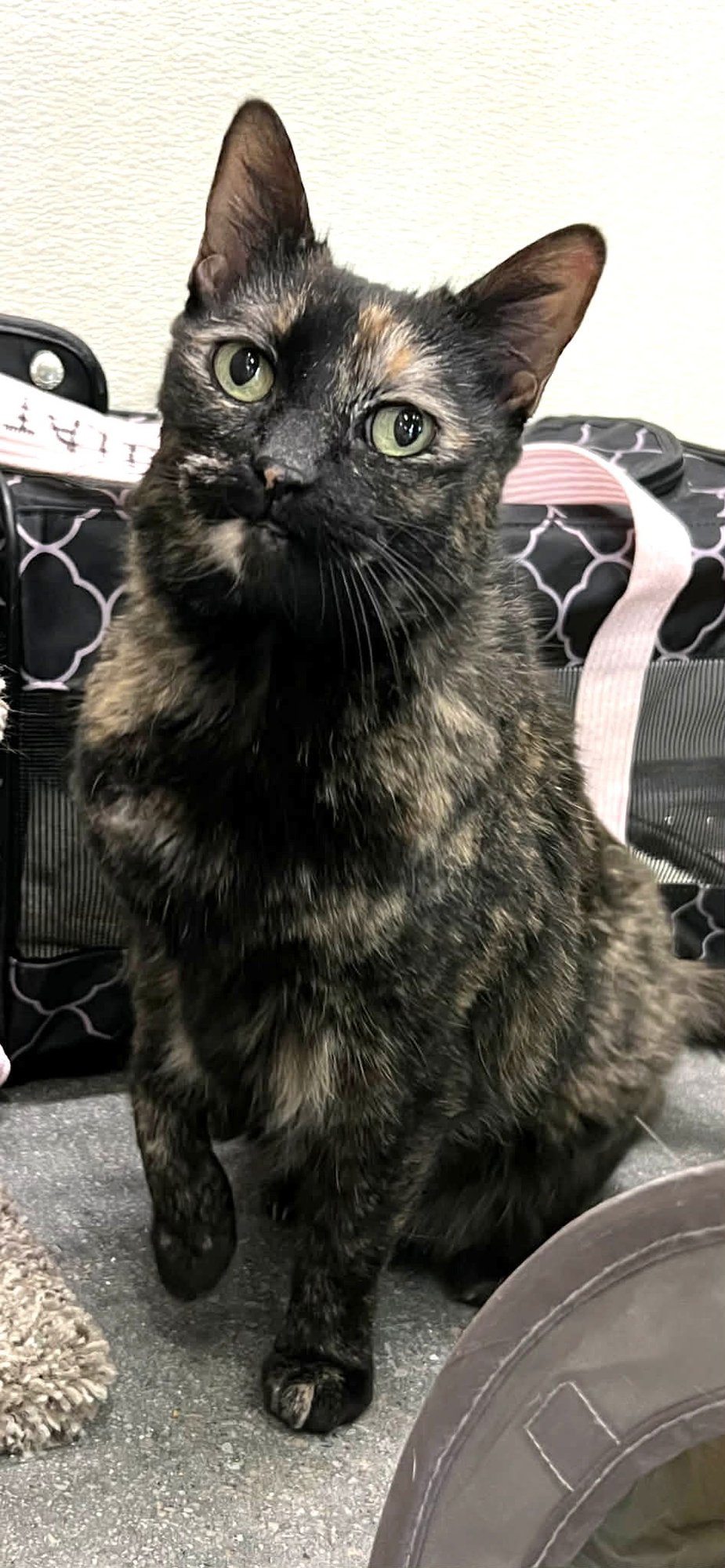 Bellatrix C Button @ Pet Supply Plus in Narr. RI - Photo 5