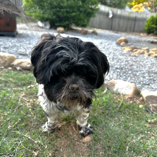 JULY HARRELL - Shih Tzu available for adoption