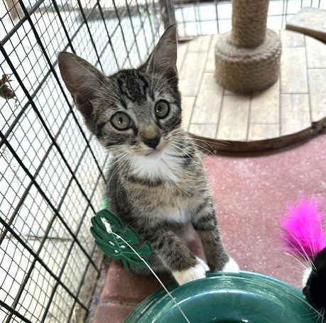 BRADLEY C INGRAM - Tabby / Domestic Short Hair available for adoption