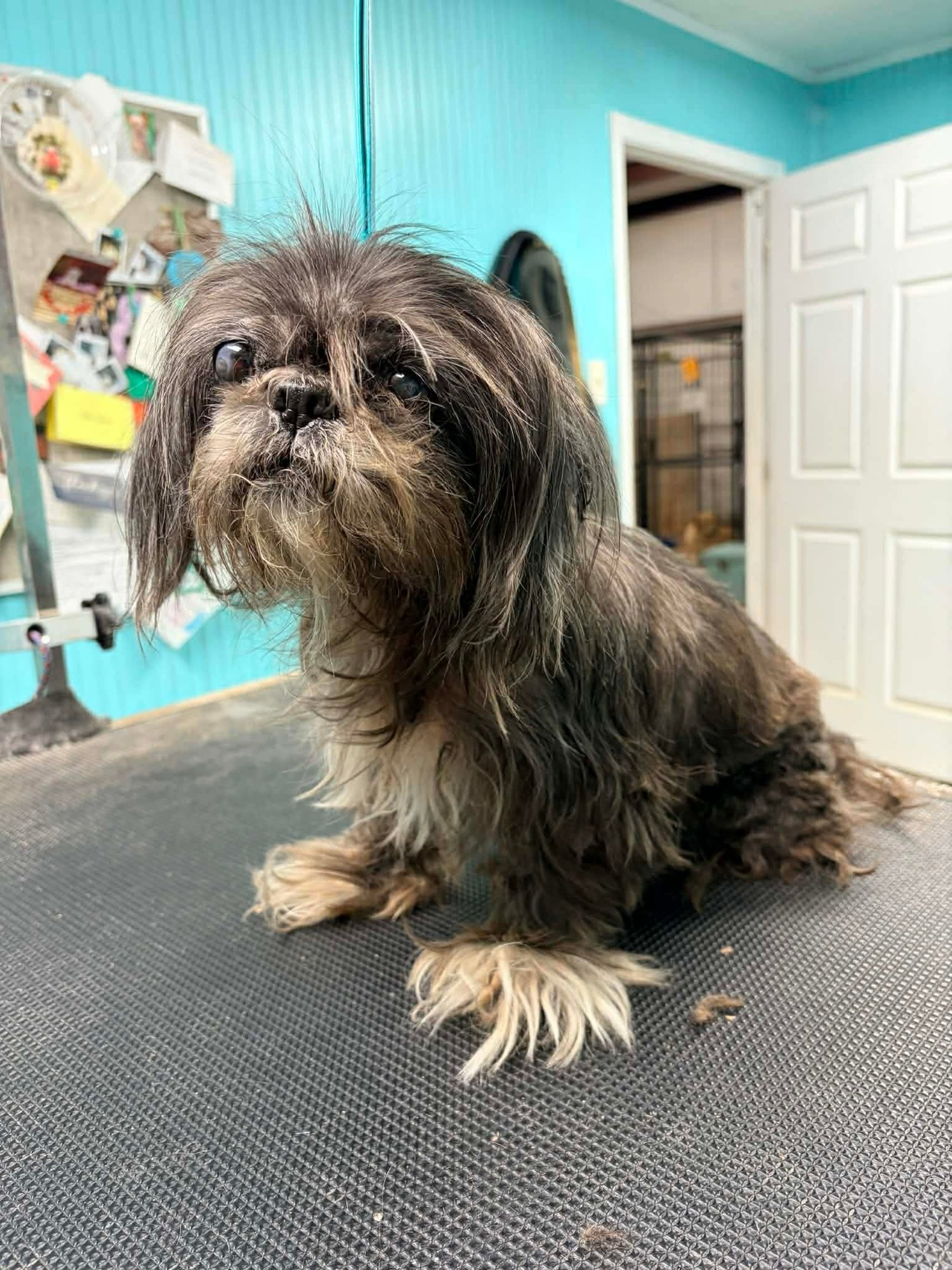 SOPHIE GARGARO - Shih Tzu available for adoption