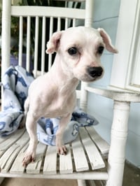 Mark Anthony  & Octavia Wright BONDED PAIR - Photo 5