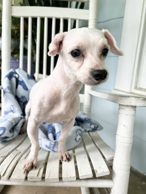 MARK ANTHONY WRIGHT - Maltese available for adoption