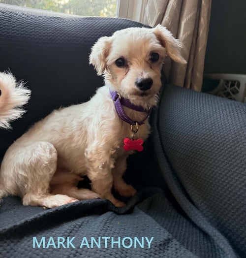 MARK ANTHONY  & OCTAVIA WRIGHT BONDED PAIR - Maltese available for adoption