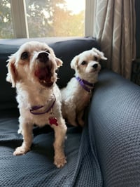 Mark Anthony  & Octavia Wright BONDED PAIR - Photo 4
