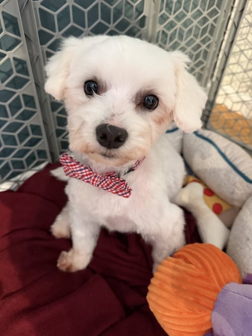 MARK ANTHONY WRIGHT - Maltese available for adoption