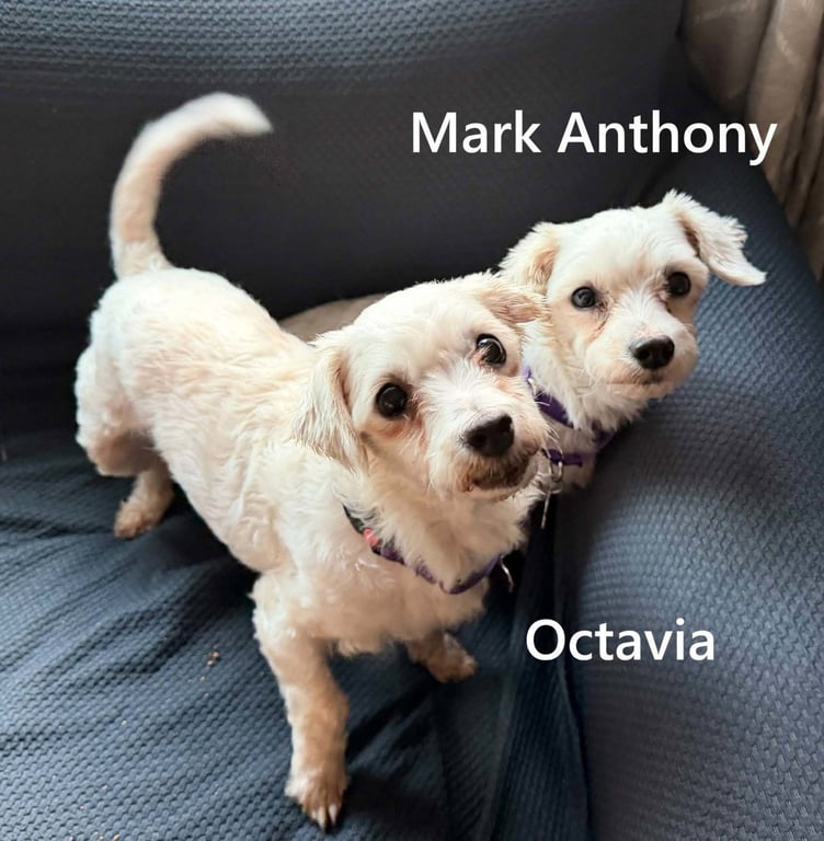 Mark Anthony  & Octavia Wright BONDED PAIR Image