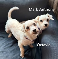 Mark Anthony  & Octavia Wright BONDED PAIR - Photo 1