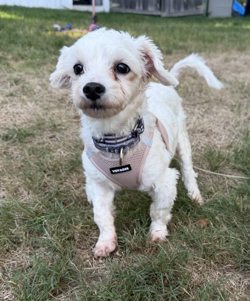 MARK ANTHONY WRIGHT - Maltese available for adoption