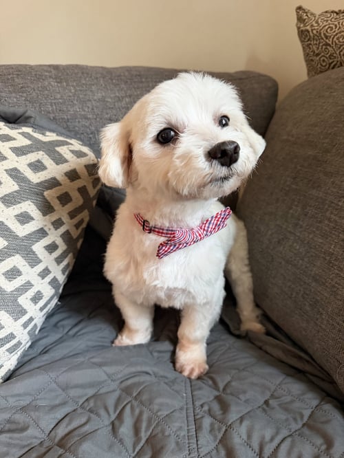 MARK ANTHONY WRIGHT - Maltese available for adoption