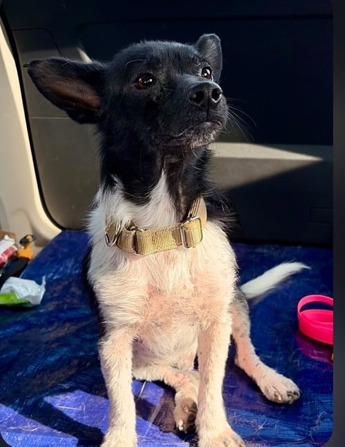 ZIGZAG ZIPPY - Terrier / Chihuahua available for adoption