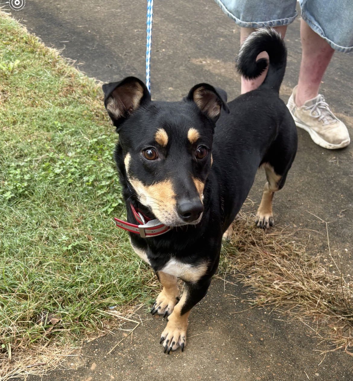 TYLER HADLEY - Feist available for adoption