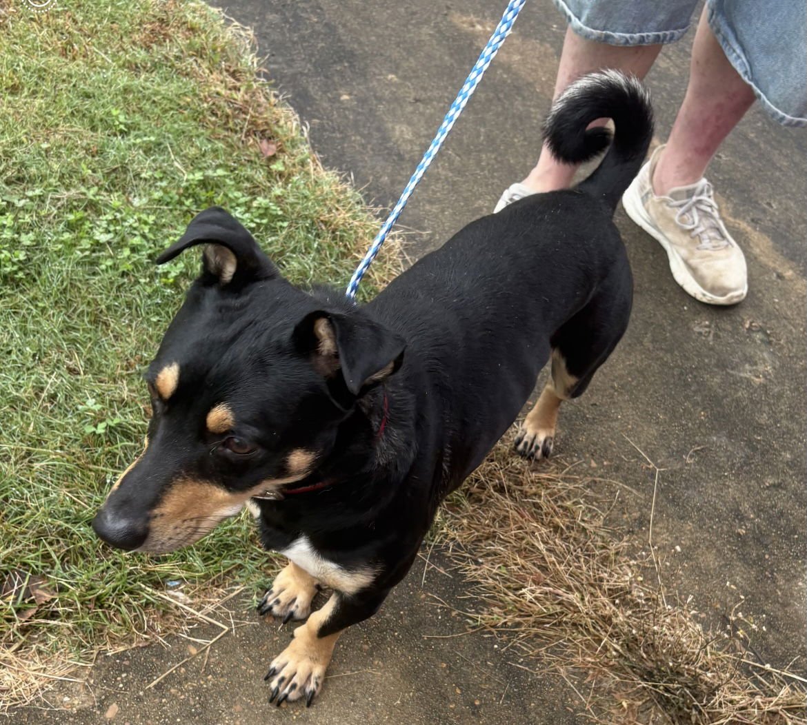 TYLER HADLEY - Feist available for adoption