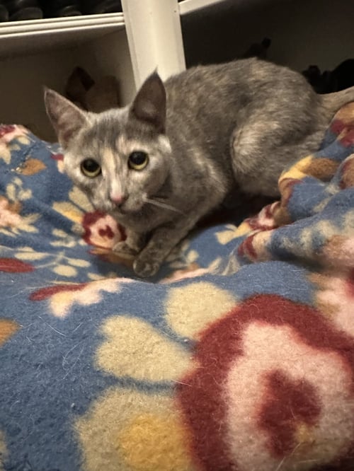 TACO C INGRAM - Calico for adoption in Cranston
