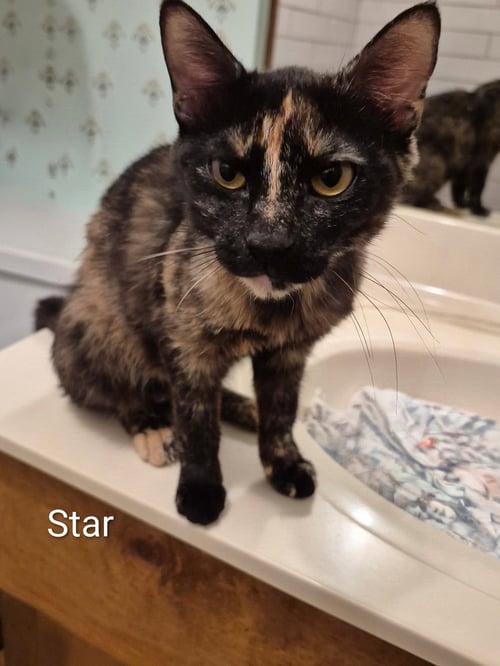 STAR C ELLISON - Tortoiseshell available for adoption