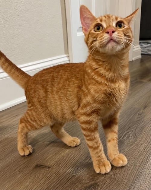 TIMMIE C GRACE - Tabby available for adoption