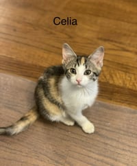Celia C Weaver - Photo 1