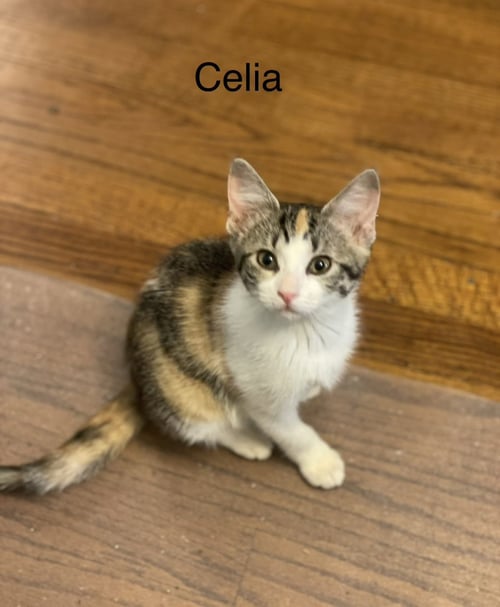 CELIA C WEAVER - Calico available for adoption
