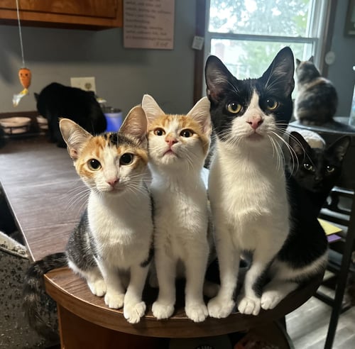 SASSY C JONES - Calico / Domestic Short Hair available for adoption