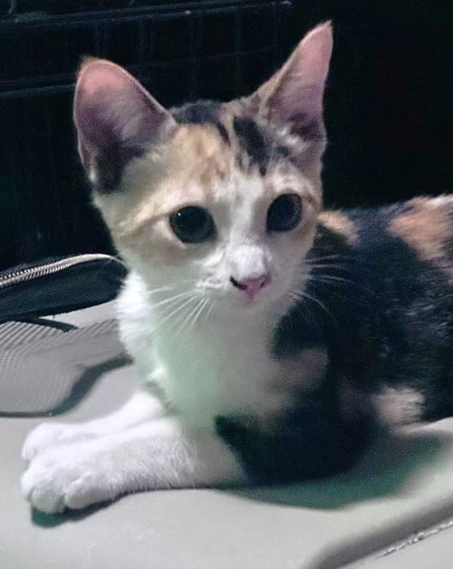 SASSY C JONES - Calico / Domestic Short Hair available for adoption