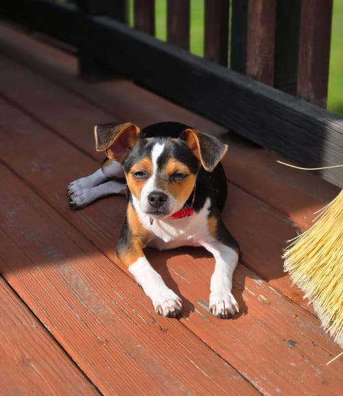 DASH ALOT - Rat Terrier / Chihuahua available for adoption
