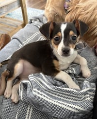 Dash Alot - Photo 4