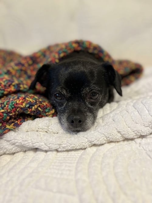KNIGHT MEDEIROS - Pekingese / Boston Terrier available for adoption