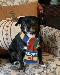 KNIGHT MEDEIROS - Pekingese / Boston Terrier available for adoption