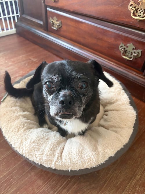 KNIGHT MEDEIROS - Pekingese / Boston Terrier available for adoption