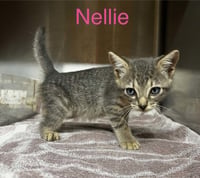 Nellie C Therrien - Photo 1
