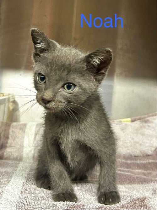 NOAH C THERRIEN - Domestic Short Hair available for adoption