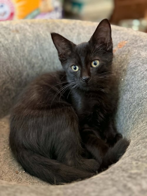 BINX C AUSTIN - Domestic Short Hair available for adoption