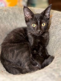 Binx C Austin - Photo 1