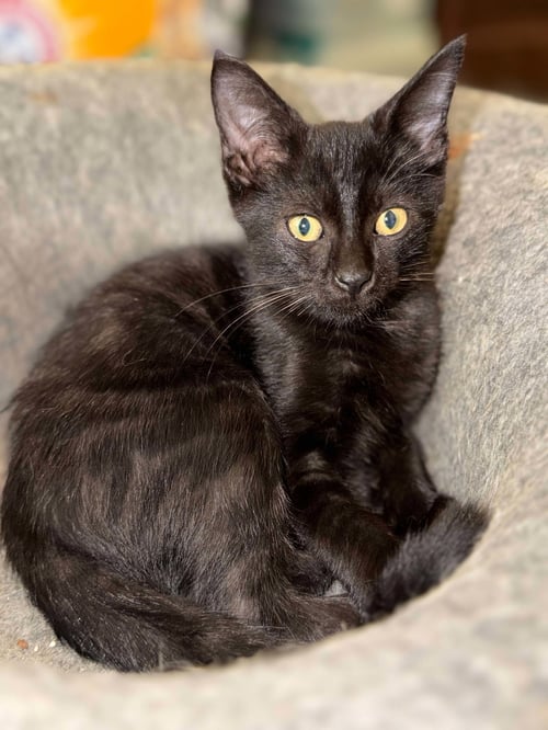 BINX C AUSTIN - Domestic Short Hair available for adoption