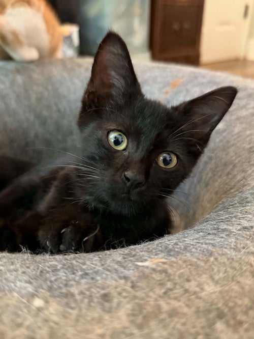 BINX C AUSTIN - Domestic Short Hair available for adoption