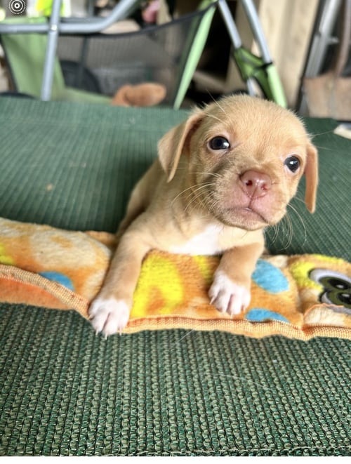 DAISY WRIGHT - Chihuahua available for adoption