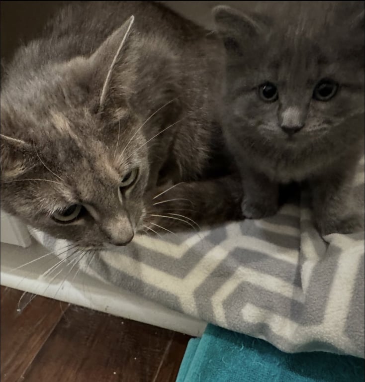Lucinda C and Misty - bonded Image