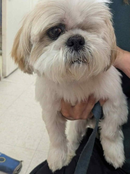 COMET OS MEDEIROS - Shih Tzu available for adoption