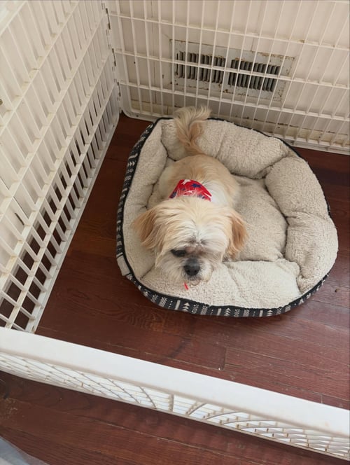 COMET OS MEDEIROS - Shih Tzu available for adoption