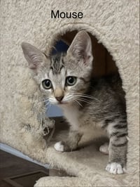 Mouse C Weaver - Photo 1