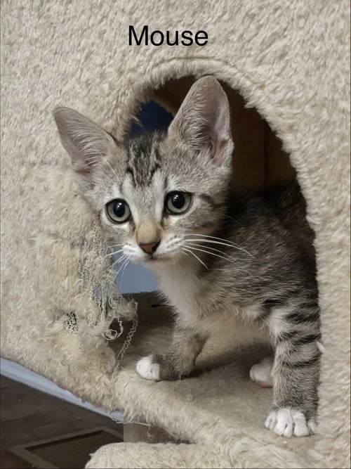 MOUSE C WEAVER - Tabby available for adoption