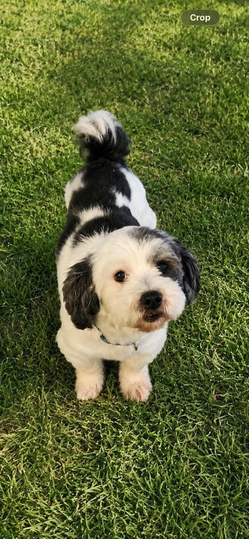OSCAR CLARK - Shih Tzu available for adoption