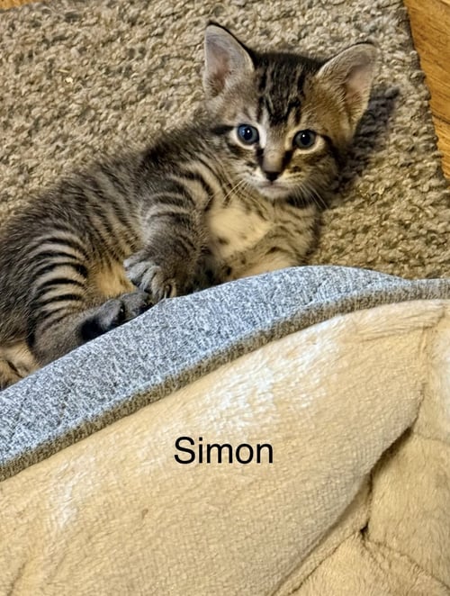 SIMON C WEAVER - Domestic Short Hair / Tabby available for adoption