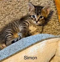 Simon C Weaver - Photo 1
