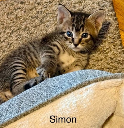 SIMON C WEAVER - Domestic Short Hair / Tabby for adoption in Warwick